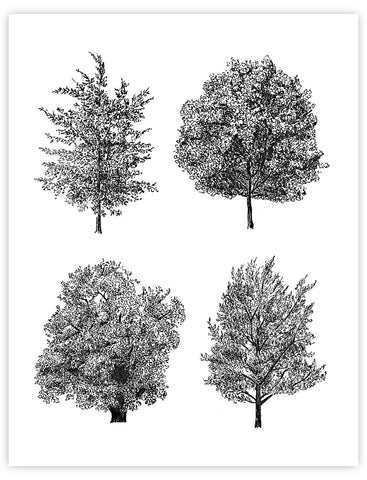 Trees of Prospect Park